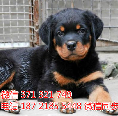 狗场批发零售泰迪犬博美犬比熊犬巴哥罗威纳宠物狗狗匮