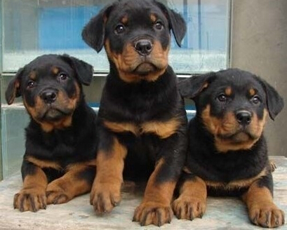 达州买罗威纳 养犬场出售精品罗威纳