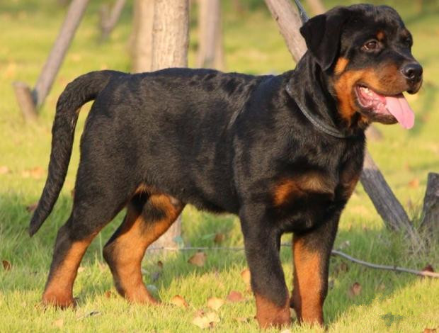 广州出售纯种健康罗威纳幼犬 疫苗齐全 多窝可选