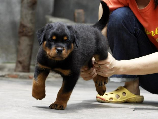 广州买狗 广州哪里有买狗靠谱 罗威纳犬一只多少钱
