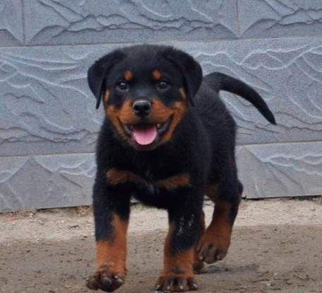 广州买狗 广州哪里有买狗靠谱 罗威纳犬一只多少钱