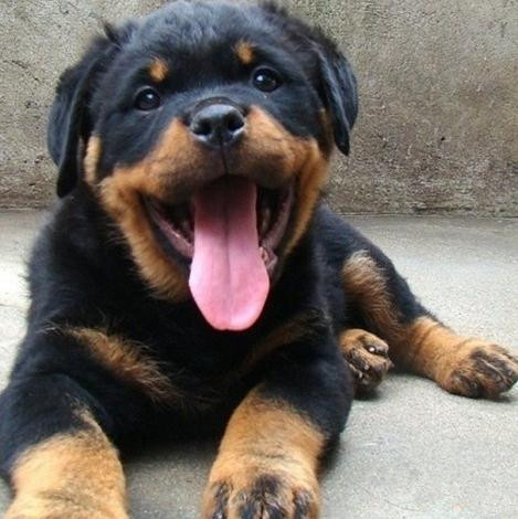 广州买狗 广州哪里有买狗靠谱 罗威纳犬一只多少钱