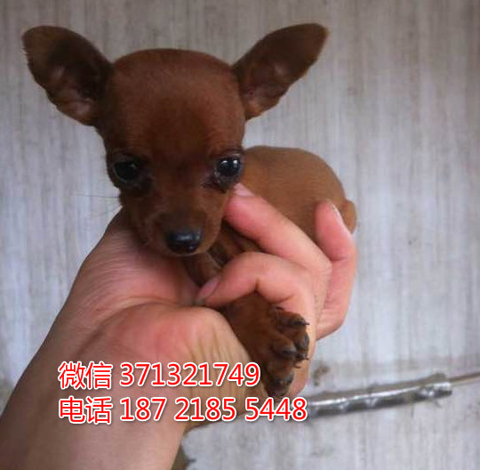 小鹿犬出售纯种幼犬 棕色小型犬 活泼聪明小鹿狗
