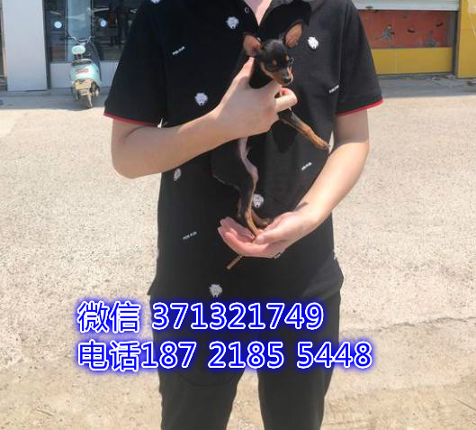 武汉小鹿犬出售纯种幼犬，武汉小鹿犬价格多少 狗场繁殖全国发货