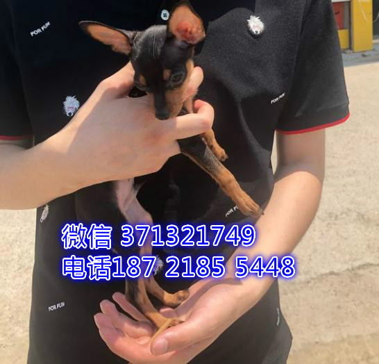 武汉小鹿犬出售纯种幼犬，武汉小鹿犬价格多少 