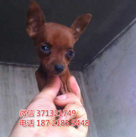 小鹿犬出售纯种幼犬 棕色小型犬 活泼聪明小鹿狗