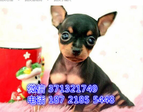 小鹿犬出售 铁包金色小鹿狗狗出售 品相好杭州犬舍