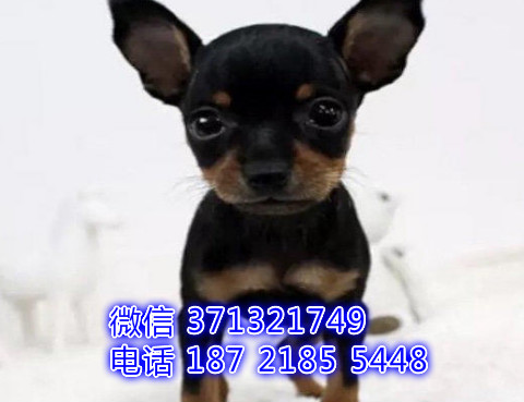 南京狗场出售 小鹿犬幼犬狗狗 南京犬舍狗场在哪里