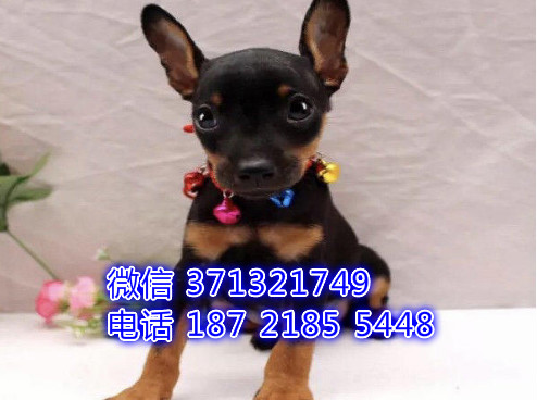 南京狗场出售 小鹿犬幼犬狗狗 南京犬舍狗场在哪里