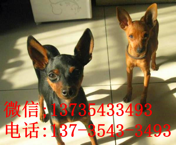 上海犬舍出售纯种小鹿犬狗市场卖狗买狗在哪