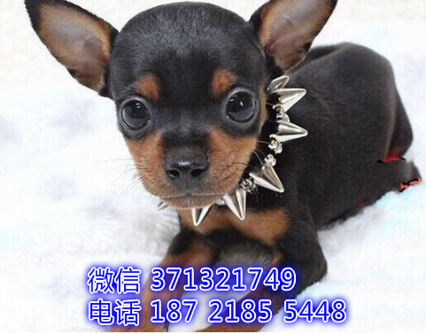 小鹿犬出售 铁包金色小鹿狗狗出售 品相好杭州犬舍