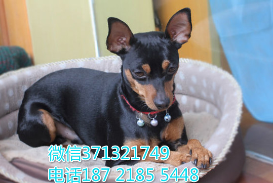 济南狗狗小鹿犬出售纯种幼犬 济南狗场 全国发