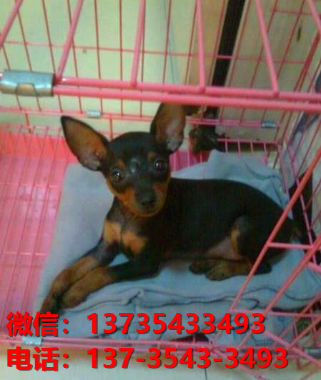 合肥犬舍出售纯种小鹿犬健康短毛铁包金小鹿哪