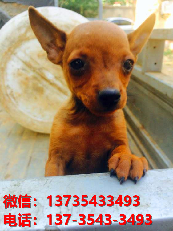 上海犬舍出售纯种小鹿犬健康短毛铁包金小鹿哪