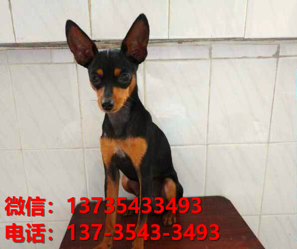 聊城犬舍出售纯种小鹿犬幼犬活体宠物狗狗出售