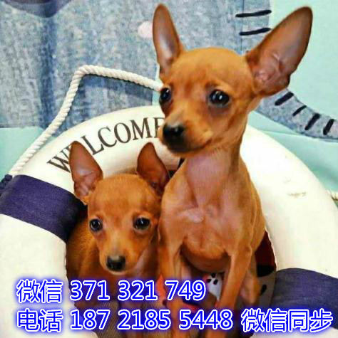 济南宠物狗狗 小鹿犬出售纯种幼犬 济南犬舍在