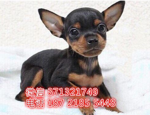 长沙狗狗 小鹿犬出售纯种幼犬 长沙犬舍 全国