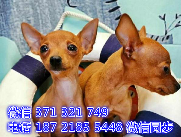 重庆宠物狗狗 小鹿犬出售纯种 重庆狗狗 特价促销