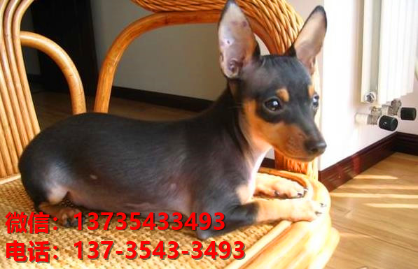 西安犬舍出售纯种小鹿犬健康短毛铁包金小鹿哪里有卖宠物狗领养