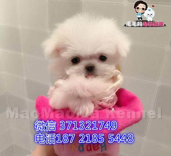 马尔济斯犬出售纯种幼犬，小型犬 长毛 合肥犬舍