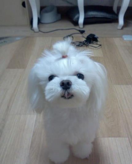 武汉宠物狗犬舍出售马尔济斯犬狗市场在哪买狗