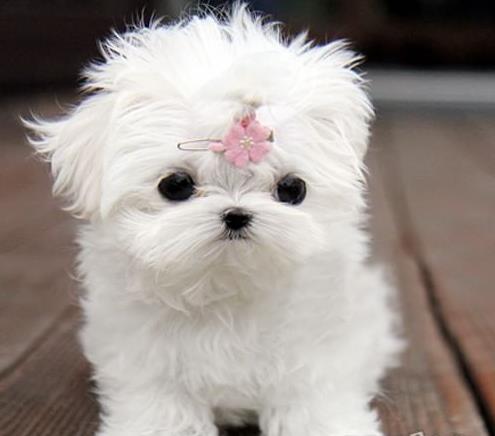 南京宠物狗犬舍出售马尔济斯犬狗市场在哪买狗