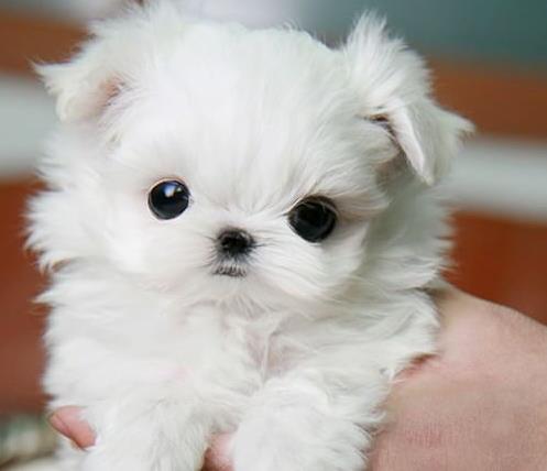 青岛宠物狗犬舍出售马尔济斯犬狗市场在哪买狗