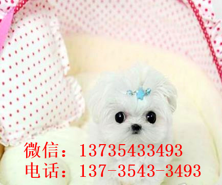 济南宠物狗犬舍出售马尔济斯犬狗市场在哪买狗