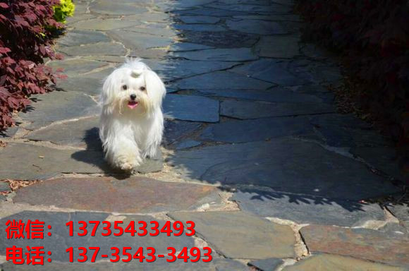 纯种马尔济斯犬 合肥犬舍宠物狗市场在哪里有