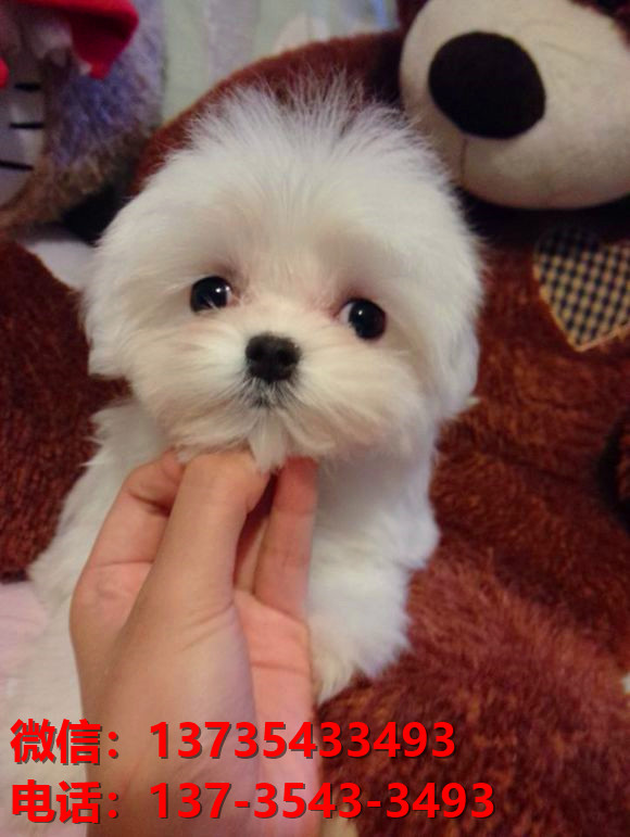 纯种马尔济斯犬 上海犬舍宠物狗市场在哪里有