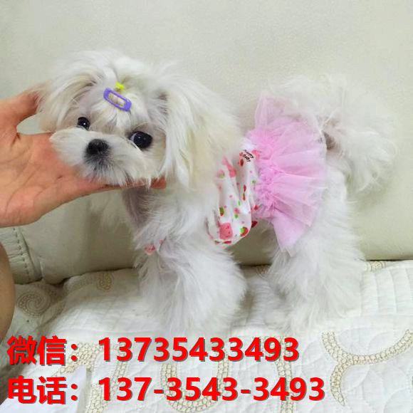 纯种马尔济斯犬 长沙犬舍宠物狗市场在哪里有马尔济斯狗卖哪里有狗买