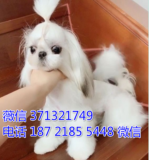 成都狗狗 马尔济斯犬出售纯种幼犬成都狗场繁