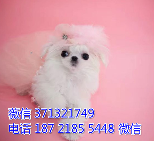 天津狗狗 马尔济斯犬出售 天津特价犬舍 全国