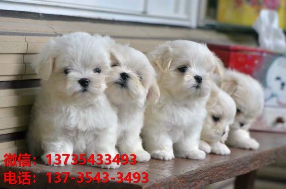 纯种马尔济斯犬 杭州犬舍宠物狗市场在哪里有