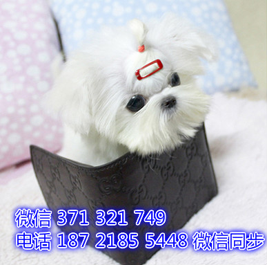 马尔济斯网上宠物买卖 宠物市场 宠物狗狗图片宠物网 匕