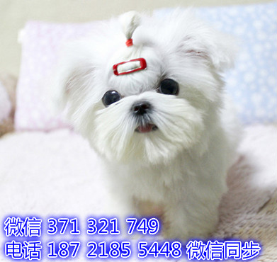 马尔济斯网上宠物买卖 宠物市场 宠物狗狗图片宠物网 徊