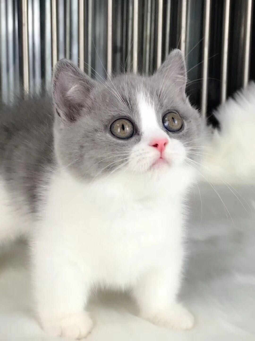 深圳宠物猫 英短蓝白多少钱一只 英短猫价格