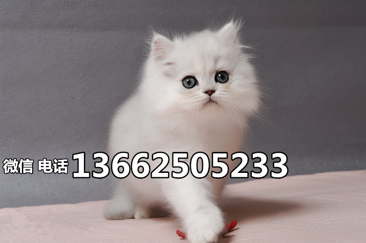 珠海哪里有卖金吉拉猫  珠海金吉拉猫一只多少