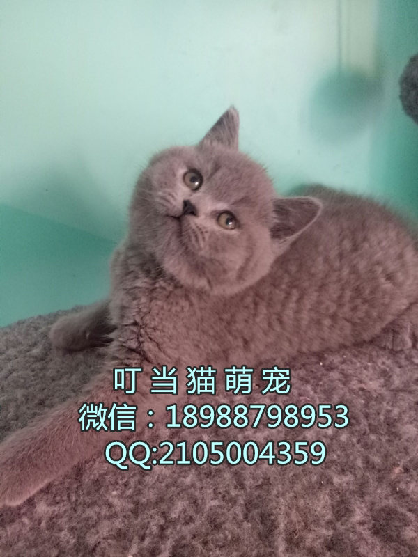 深圳纯种英短蓝猫哪里有卖深圳哪里有卖纯种英短蓝猫深圳哪里的英短蓝猫好深圳哪里有家养猫舍