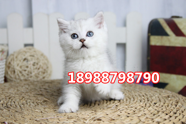 珠海哪里有卖英国短毛猫  珠海哪里有卖英短银渐层
