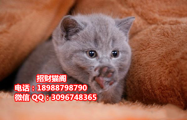 深圳哪里有卖英国短毛猫  深圳哪里有卖英短蓝猫