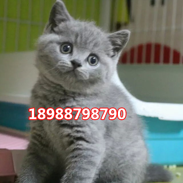 珠海哪里有卖英国短毛猫  珠海哪里有卖英短蓝猫