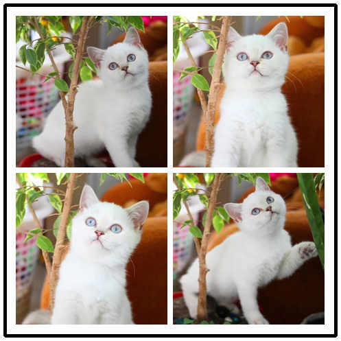 中山纯种英短猫价格多少 珠三角区域可送货上