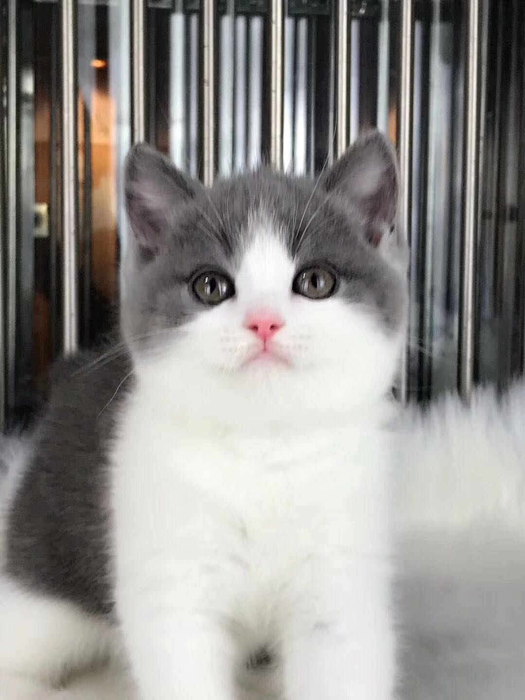 珠海哪里有卖英短蓝白多少钱 可上门挑选 死亡