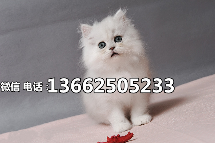 珠海哪里有卖金吉拉猫  珠海金吉拉猫一只多少钱