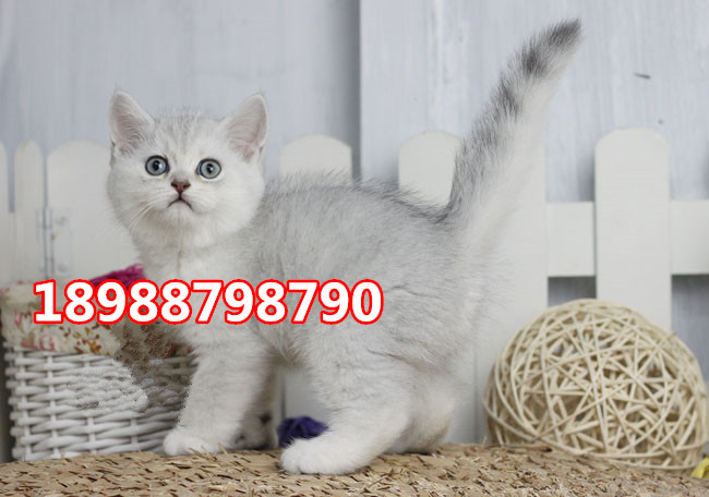 珠海哪里有卖英国短毛猫  珠海哪里有卖英短银渐层