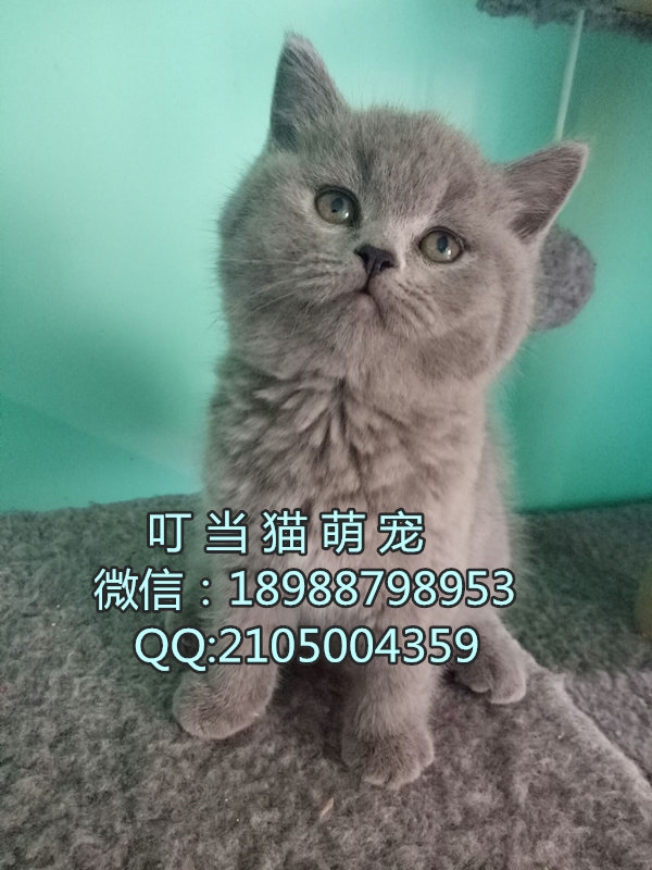 深圳纯种英短蓝猫哪里有卖深圳哪里有卖纯种英