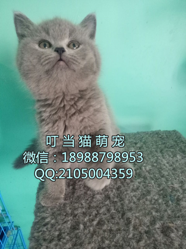 深圳纯种英短蓝猫哪里有卖深圳哪里有卖纯种英短蓝猫深圳哪里的英短蓝猫好深圳哪里有家养猫舍