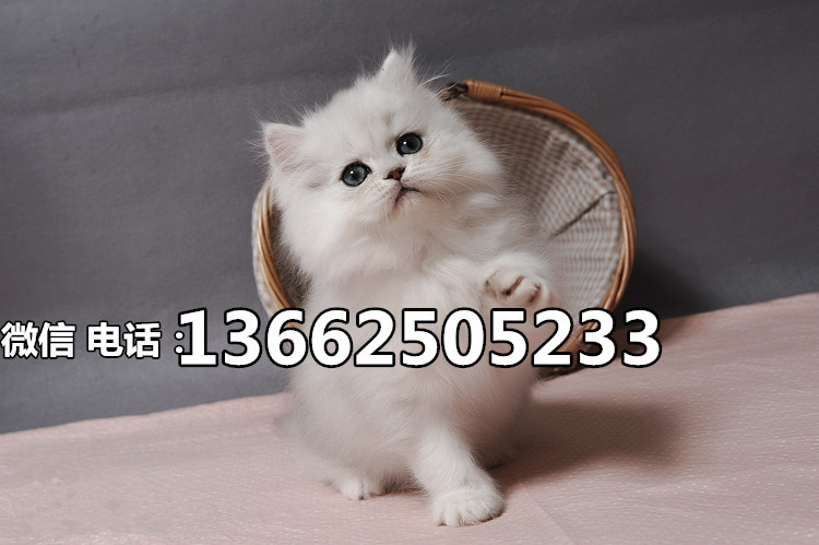 珠海哪里有卖金吉拉猫  珠海金吉拉猫一只多少钱