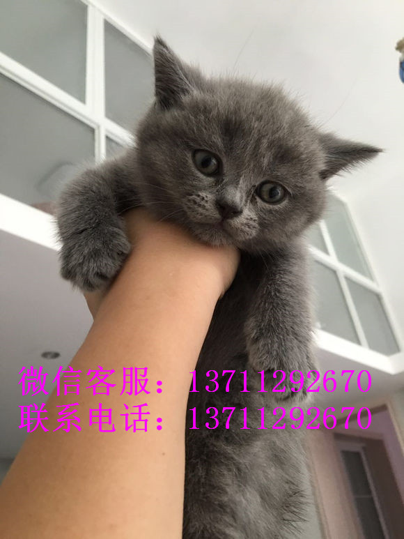 广州哪里有出售蓝猫 广州蓝猫一只多少钱